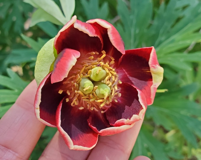 California Peony Seeds|Paeonia californica|California Native|Native Plants|Wildflowers|Flower|Native Seeds|Southwestern Plants|Rare|Garden