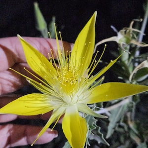 May include: A close-up of a vibrant yellow flower with long, slender petals and numerous stamens. The flower is in full bloom, showcasing its bright color and intricate details. The background is dark, highlighting the flower's form.
