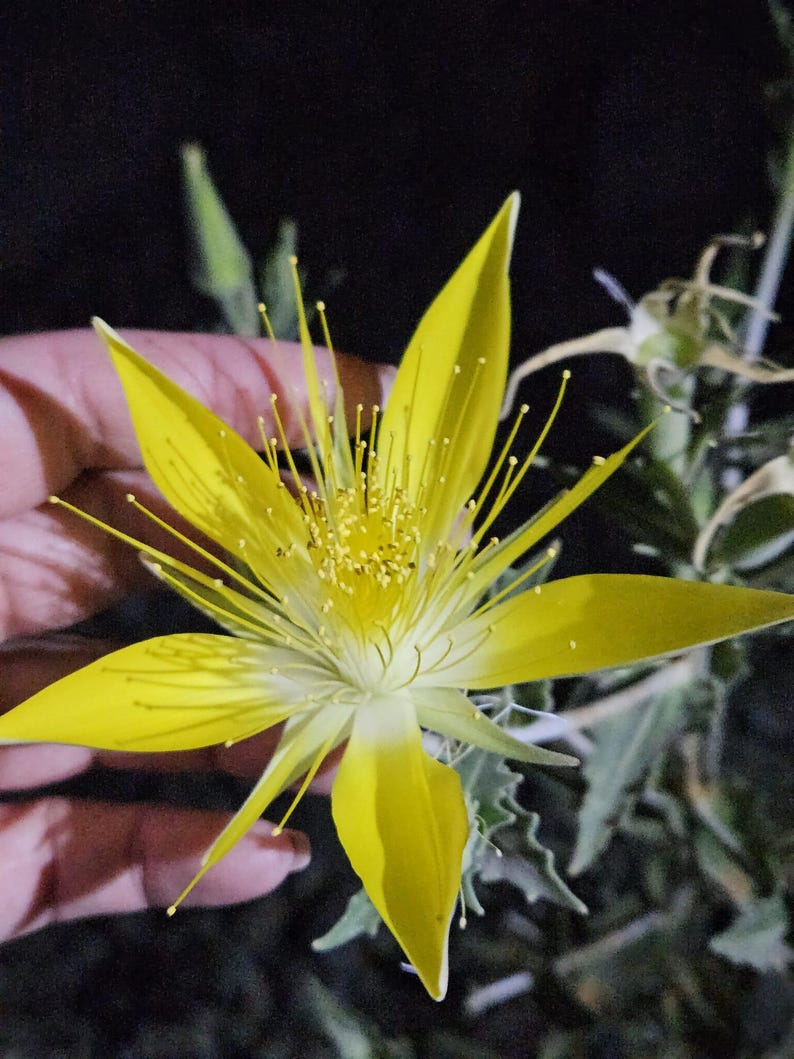 May include: A close-up of a vibrant yellow flower with long, slender petals and numerous stamens. The flower is in full bloom, showcasing its bright color and intricate details. The background is dark, highlighting the flower's form.