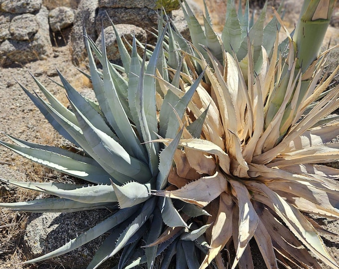 Desert Agave Seeds|Agave deserti|California Native Plants|California Desert Plants|Southwestern Native Plants|Native Seeds|Cactus plants
