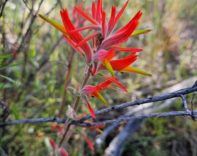 Indian Paintbrush Seeds|Castilleja affinis|California Native Plants|Native Seeds|Southwestern|Wildflowers|Garden|Gift|Native Wildflower|rare