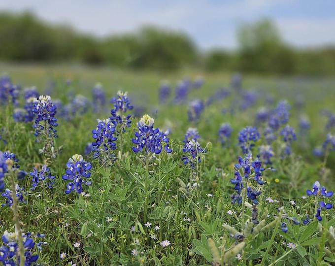 Texas Bluebonnet Seeds|Lupinus texensis|Texas Lupine|Texas Native Wildflower|Southwestern Wildflowers|Native Plant Garden|Texas Native Plant