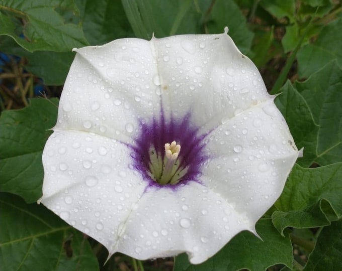 Desert Thornapple Seeds|Datura discolor|California Native Plants|Native Seeds|Wildflower Seeds|Southwestern Plants|Desert Plants|Organic