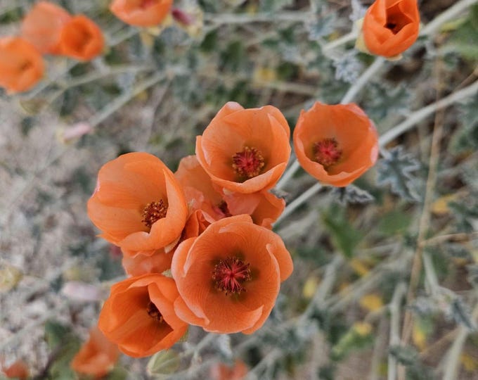 Desert Globemallow Seeds|Sphaeralcea ambigua|California native seeds|Rare Wildflower|Mallow|Desert Wildflower|Southwestern Wildflower|Garden
