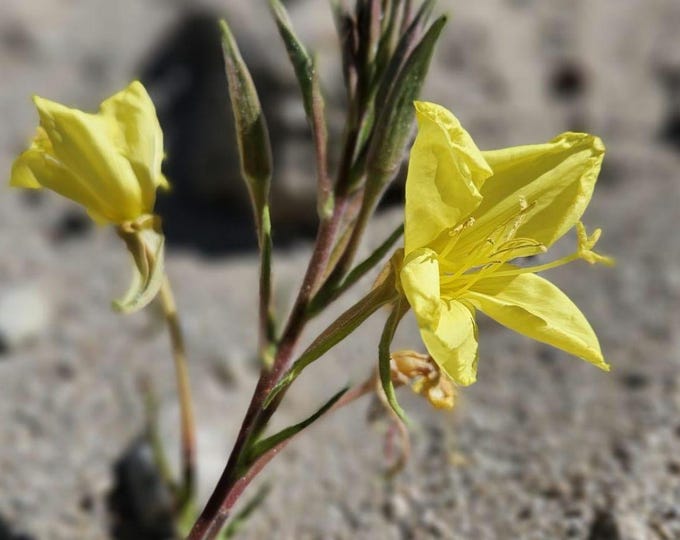 Hooker's Evening Primrose Seeds|Oenothera elata|California Native Plants|Native Wildflower Seeds|Gift for Gardener|Southwestern Plants|Plant
