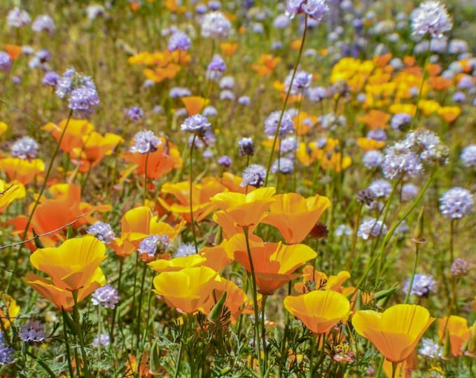 California Poppy & Globe Gilia Wildflower Seed Mix|California Native Plants|Native Wildflowers|Southwestern Wildflowers|Native Plant Garden