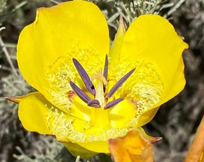 Clubhair Mariposa Lily Seeds|Calochortus clavatus|California Native Plants|Native Wildflower|Native Seeds|Southwestern Plants|Gardening|Gift