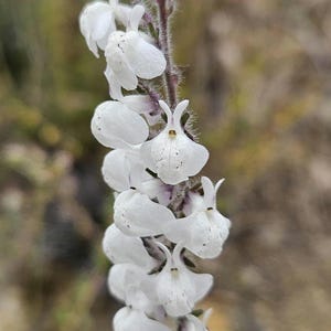 May include: Close-up of a vertical stem of white flowers with a purple stem. The flowers are clustered along the stem, with a few small green leaves at the bottom. The background is blurred.