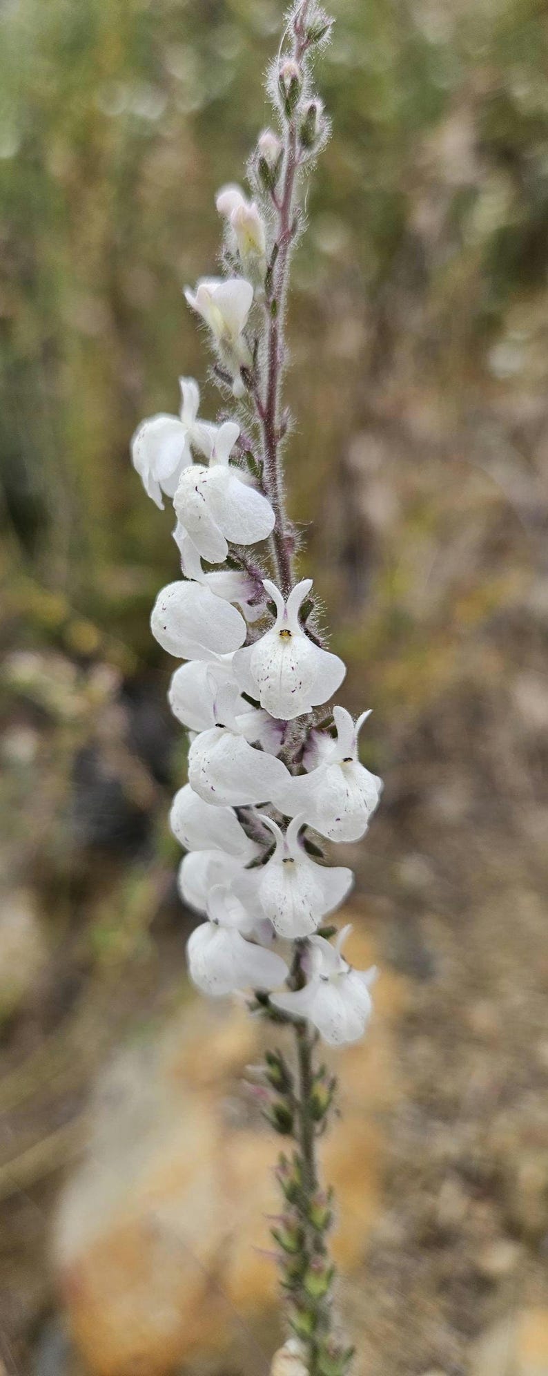 May include: Close-up of a vertical stem of white flowers with a purple stem. The flowers are clustered along the stem, with a few small green leaves at the bottom. The background is blurred.