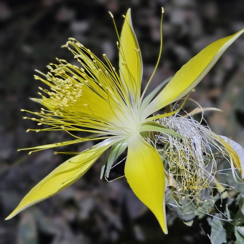 May include: A close-up of a yellow flower with long, thin petals and numerous stamens. The flower has a star-like shape, with the petals radiating outwards. The stamens are clustered in the center, creating a textured appearance. The background is a blurred mix of greens and browns.