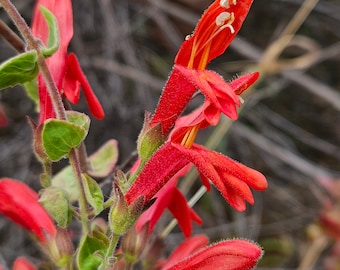 Climbing Penstemon Seeds|Keckiella cordifolia|California Native Plants|Native Wildflowers|Native Wildflower Seeds|Coastal Flowers|Southwest