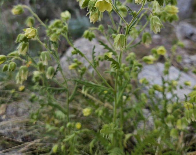 Whispering Bells Seeds|Emmenanthe penduliflora|California Native Plants|Native Wildflowers|Southwestern Wildflowers|Organic Seeds|Gardening