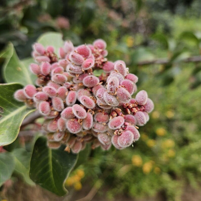 May include: Close-up of a cluster of small, pink, fuzzy seed pods on a branch with green leaves. The seed pods have a soft, textured appearance and are clustered together. The background is blurred, with hints of green foliage.