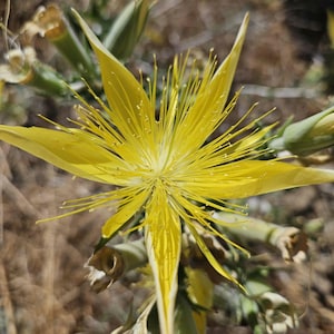 May include: A close-up of a vibrant yellow flower with long, slender petals radiating from the center. The flower's delicate stamens extend outwards, creating a star-like appearance. The background is blurred, with hints of green and brown.