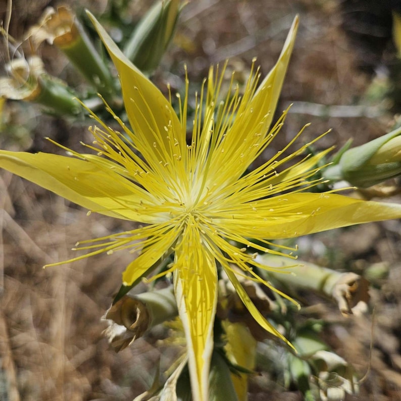 May include: A close-up of a vibrant yellow flower with long, slender petals radiating from the center. The flower's delicate stamens extend outwards, creating a star-like appearance. The background is blurred, with hints of green and brown.