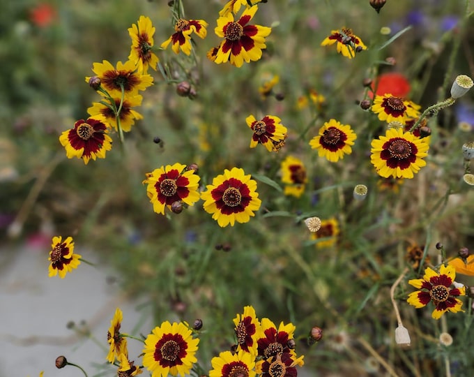 Plains Coreopsis Seeds|Texas Native Plants|Texas Native Wildflower Seed|Southwestern Wildflowers|Golden Tickseed|Goldenwave|Calliopsis|Aster