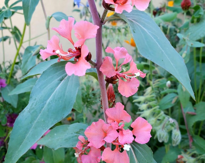 Elegant Clarkia Seeds|Clarkia unguiculata|California Native Plants|California Native Wildflowers|Southwestern Wildflowers|Organic Seeds|Gift