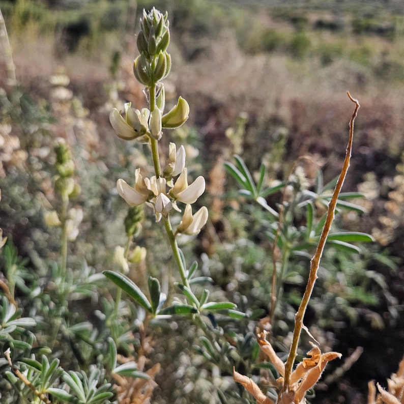 Father Crowley's Lupine SeedsLupinus padre-crowleyiNative PlantWildflowerWildflowerCalifornia NativeOrganicGardeningRareSouthwest image 3