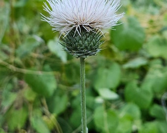 White Cobweb thistle seeds| Western thistle |Cirsium occidentale |California native seeds|Rare Wildflowers| Desert Wildflower|Native plants