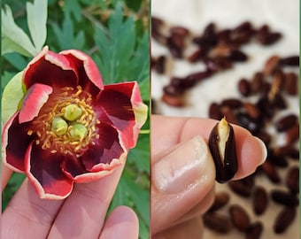 Pre-Sprouted California Peony Seeds|Paeonia californica|California Native|Native Plants|Wildflowers|Flower|Native Seeds|Southwestern Plants