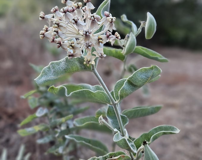 Woollypod Milkweed Seeds|Asclepias eriocarpa|California Native Plants|Native Wildflower Seeds|Southwestern Plants|Gift|Gardening|Butterfly