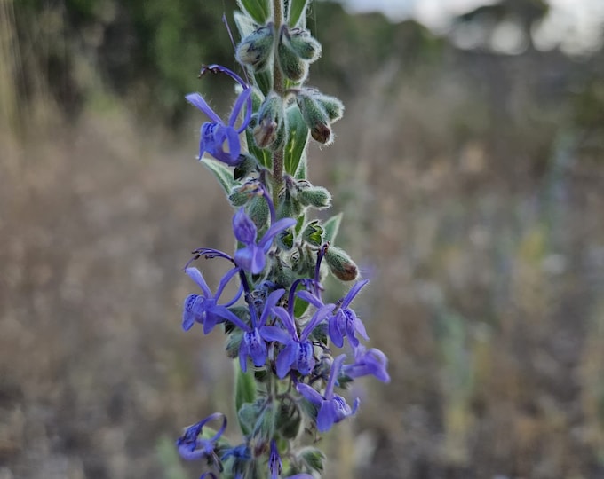 Vinegarweed Seeds|Trichostema lanceolatum|California Native Plants|Native Wildflowers|Southwestern Wildflowers|Gifts|Native Seeds|Organic