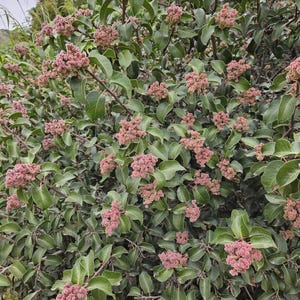 May include: A close-up of a bush with green leaves and clusters of small, pink flowers. The flowers are densely packed together, creating a textured appearance. The leaves are a deep green, providing a contrast to the pink flowers.