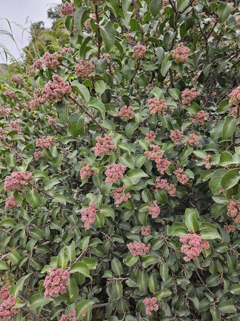 May include: A close-up of a bush with green leaves and clusters of small, pink flowers. The flowers are densely packed together, creating a textured appearance. The leaves are a deep green, providing a contrast to the pink flowers.