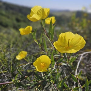 Bush Poppy Seeds|Dendromecon rigida|California Native Wildflower|Native Plants|Native Seeds|Southwestern Wildflowers|Gardening|Rare|Organic