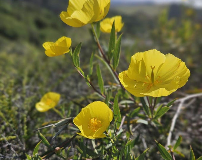 Bush Poppy Seeds|Dendromecon rigida|California Native Wildflower|Native Plants|Native Seeds|Southwestern Wildflowers|Gardening|Rare|Organic