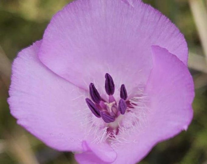 Splendid Mariposa Lily|Calochortus splendens|California Native Wildflower|Native Seeds|Southwestern Wildflowers|Native Plants|Pink|Organic
