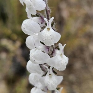 May include: Close-up of a flowering plant with white, petal-like blooms. The flowers are clustered along a slender, fuzzy stem. The background is a soft, blurred mix of greens and browns, suggesting a natural outdoor setting.