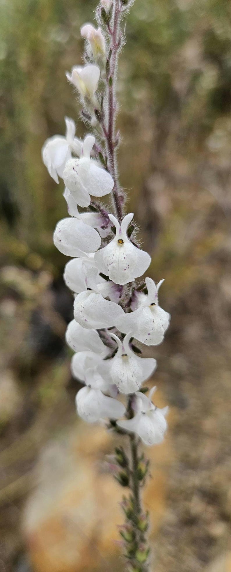 May include: Close-up of a flowering plant with white, petal-like blooms. The flowers are clustered along a slender, fuzzy stem. The background is a soft, blurred mix of greens and browns, suggesting a natural outdoor setting.