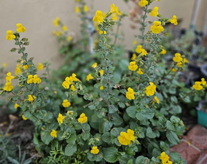 Seep Monkey Flower Seeds|Erythranthe guttata|California Native Wildflowers|Native Plants|Native Seeds|Southwestern Wildflowers|Aquatic Plant