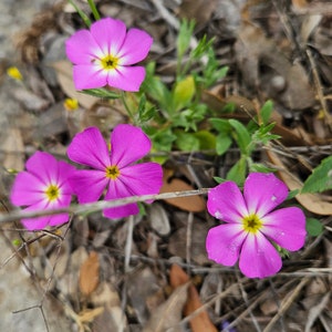 Drummond Phlox Mix Seeds|Phlox drummondii|Texas Native Wildflowers|Texas Native Plants|Southwestern flowers|Gardening|Native Seeds|Gift|Rare