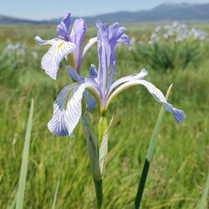 May include: Close-up of a light purple iris flower with white and purple striped patterns on its petals. The flower has a yellow center and a green stem. The background is a field of green grass and other iris flowers.