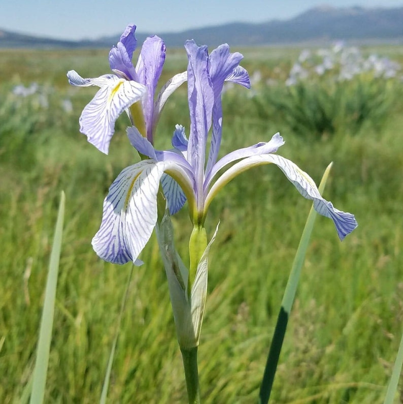 May include: Close-up of a light purple iris flower with white and purple striped patterns on its petals. The flower has a yellow center and a green stem. The background is a field of green grass and other iris flowers.