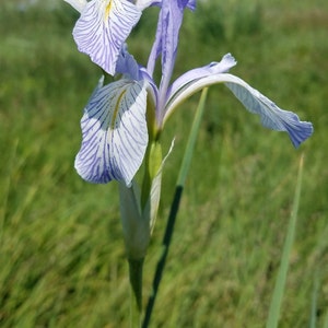 May include: A close-up of a tall, slender iris flower with delicate, pale blue petals and white accents. The petals are veined with darker blue stripes. The flower stands against a backdrop of green grass and a distant mountain range.