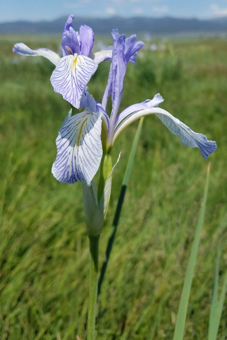 May include: A close-up of a tall, slender iris flower with delicate, pale blue petals and white accents. The petals are veined with darker blue stripes. The flower stands against a backdrop of green grass and a distant mountain range.