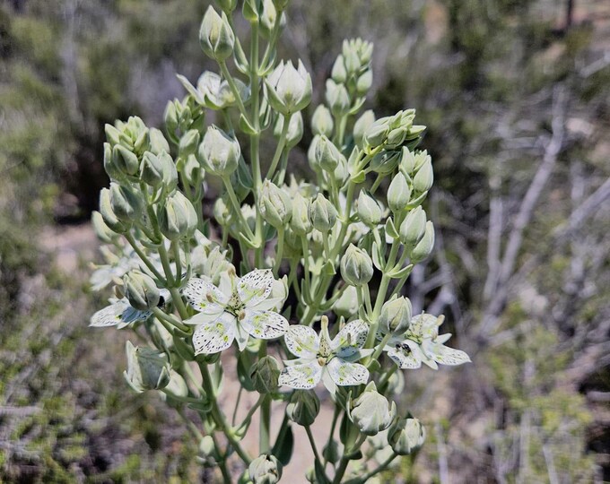 Parry's Green Gentian Seeds Frasera parryi|California Native Plants|Southwestern plants|California Wildflower Seeds|Organic|Open Pollinated