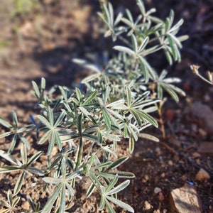 Father Crowley's Lupine SeedsLupinus padre-crowleyiNative PlantWildflowerWildflowerCalifornia NativeOrganicGardeningRareSouthwest image 4