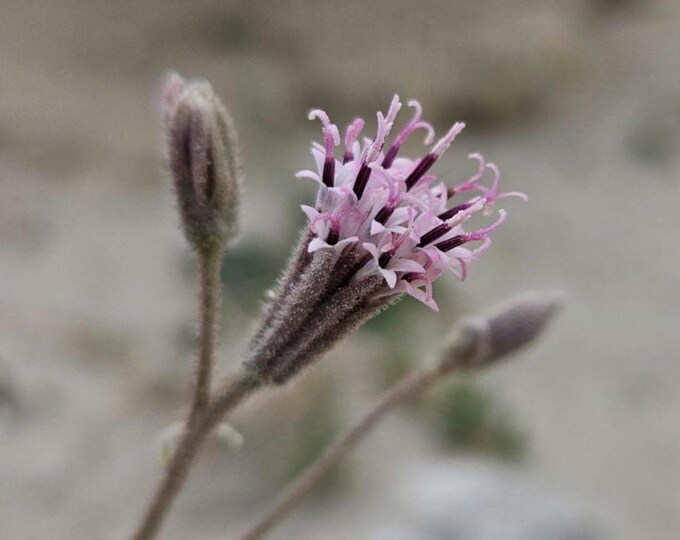 Desert Palafox Seeds|Palafoxia arida|California Native Plants|Native Wildflower|Southwestern Wildflower|Desert Wildflowers|Native Seeds|Rare