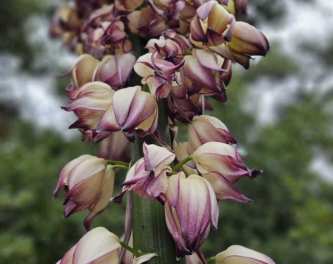 Purple Chaparral Yucca Seeds|Hesperoyucca whipplei|California Native Plants|Southwestern|Gardening|Native Plants|Wildflowers|Native Seeds