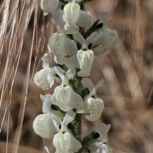 May include: Close-up of a flowering plant with white, bell-shaped blossoms. The flowers are clustered along a green stem, set against a blurred background of dry, tan grasses. The delicate petals have subtle yellow accents.