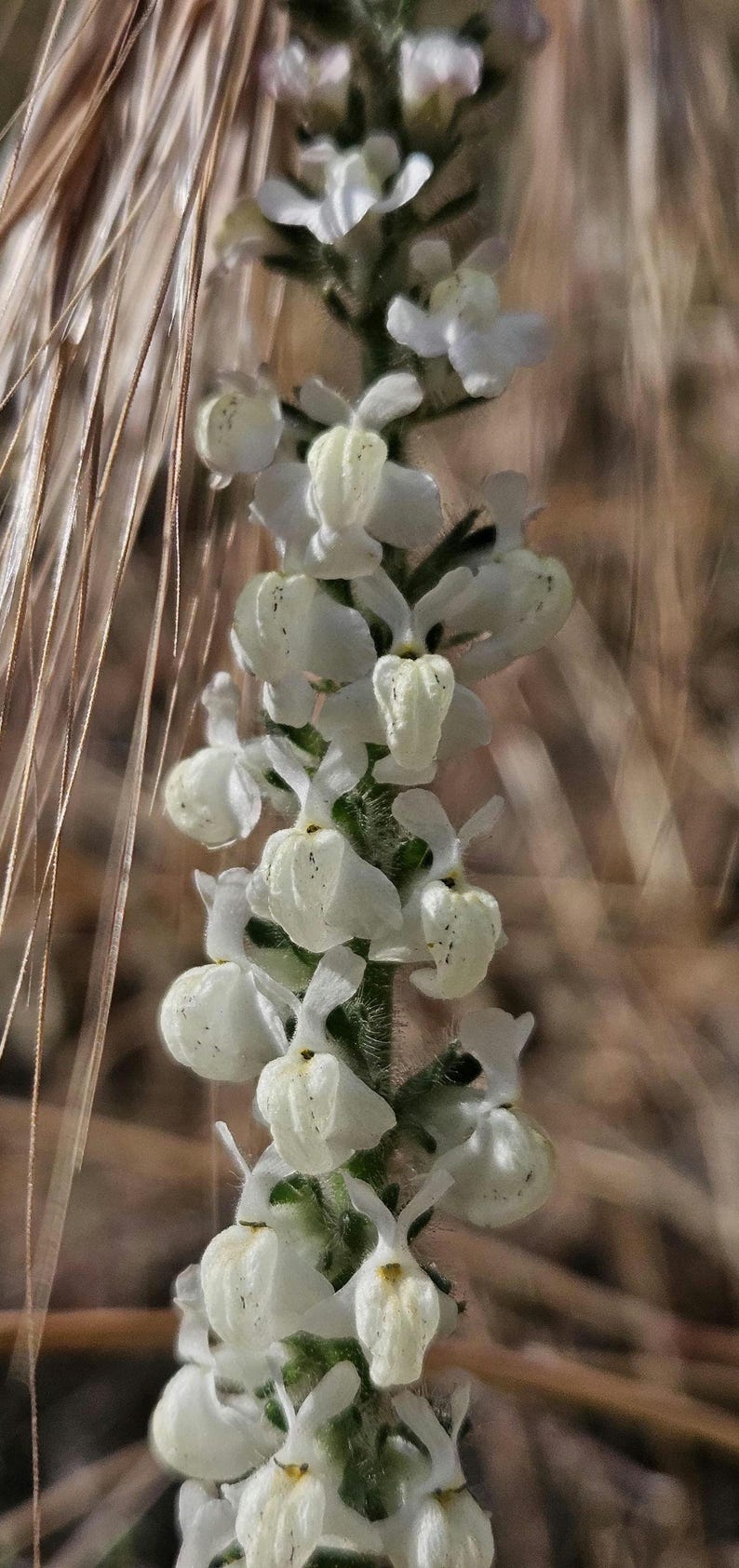 May include: Close-up of a flowering plant with white, bell-shaped blossoms. The flowers are clustered along a green stem, set against a blurred background of dry, tan grasses. The delicate petals have subtle yellow accents.