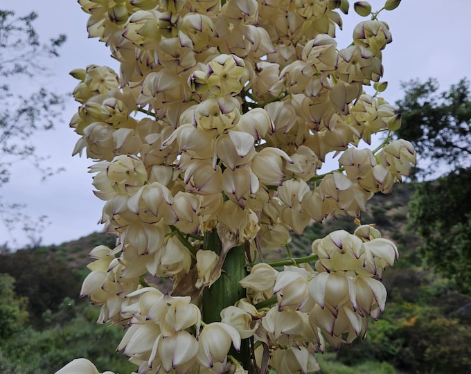 Chaparral Yucca Seeds|Hesperoyucca whipplei|California Native Plants|Southwestern|Organic|Gardening|Native Plants|Wildflowers|Native Seeds