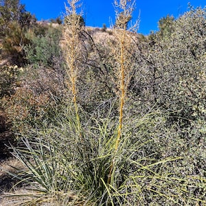 Arizona Bear Grass Seeds|Nolina microcarpa|Arizona Native Plants|Southwestern Native Plants|Organic Seeds|Nolina seeds|Native Plant Garden