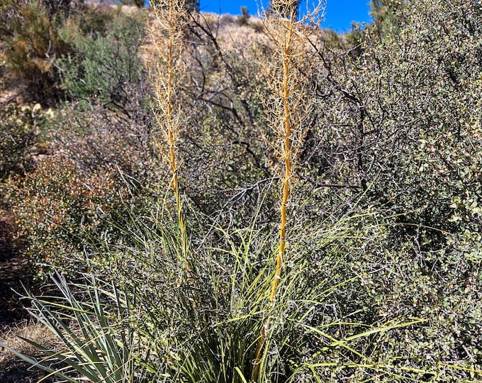 Arizona Bear Grass Seeds|Nolina microcarpa|Arizona Native Plants|Southwestern Native Plants|Organic Seeds|Nolina seeds|Native Plant Garden