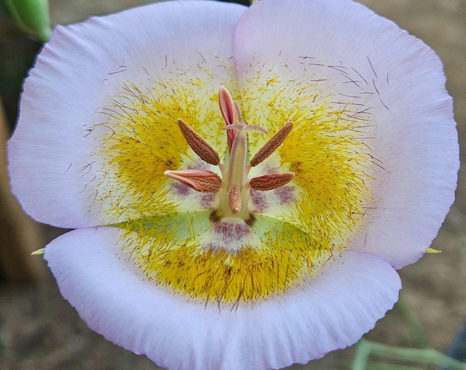 Plummer's Mariposa Lily Seeds|Calochortus plummerae|California Native Plants|Native Wildflower seeds|Southwestern Plants|Gift for Gardener