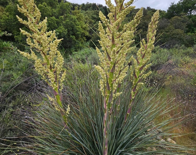 Chaparral Nolina Seeds|Nolina cismontana|California Native Plants|California Bear Grass|Southwestern Native Plants|California Native Seeds